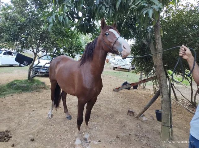 Cavalo alazão tostado de marcha picada - Cavalos e acessórios - Mata de São  João 1246892923