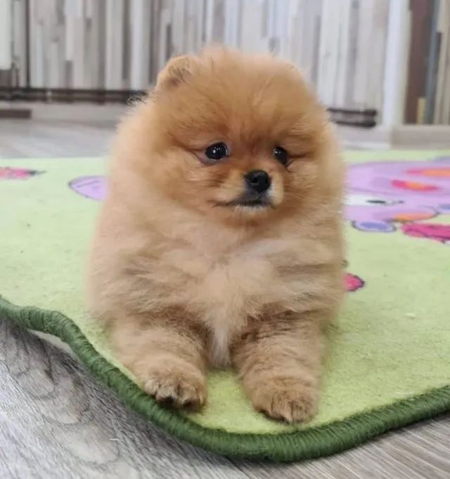 Spitz alemão - Lulu da Pomerania lindos filhotes 