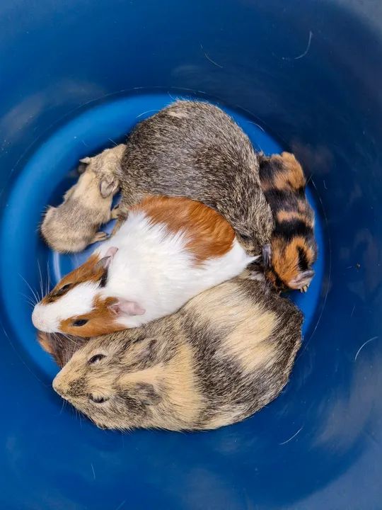 Porquinho da india, hamister, coelho