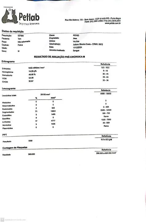 Tom - Gato castrado e saudável pronto para receber um lar ? - Foto 6