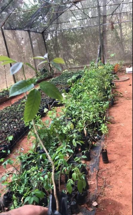 IPE (ROSA ROXO AMARELO BRANCO ) TEMOS CEDRO, ANGICO ENTRE OUTRAS PRA REFLORESTAMENTO - Foto 5