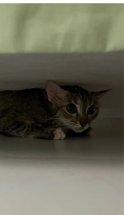 GATA fêmea castrada para adoção responsável 