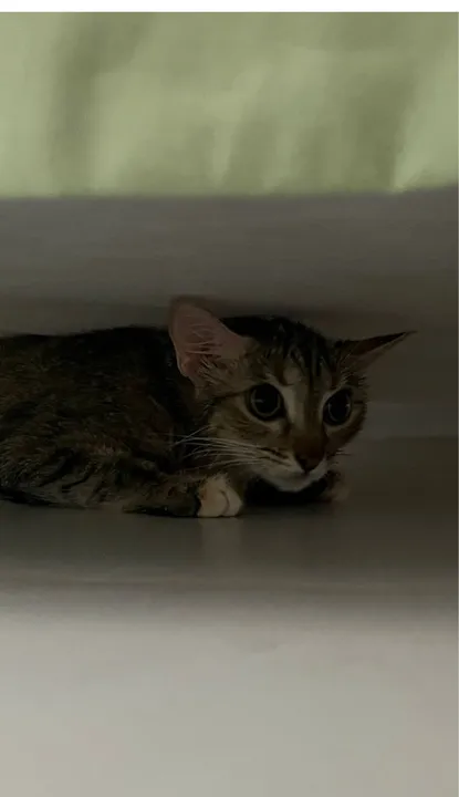 GATA fêmea castrada para adoção responsável