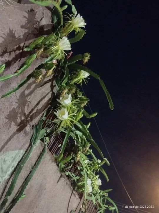 Muda de pitaya  - Foto 5