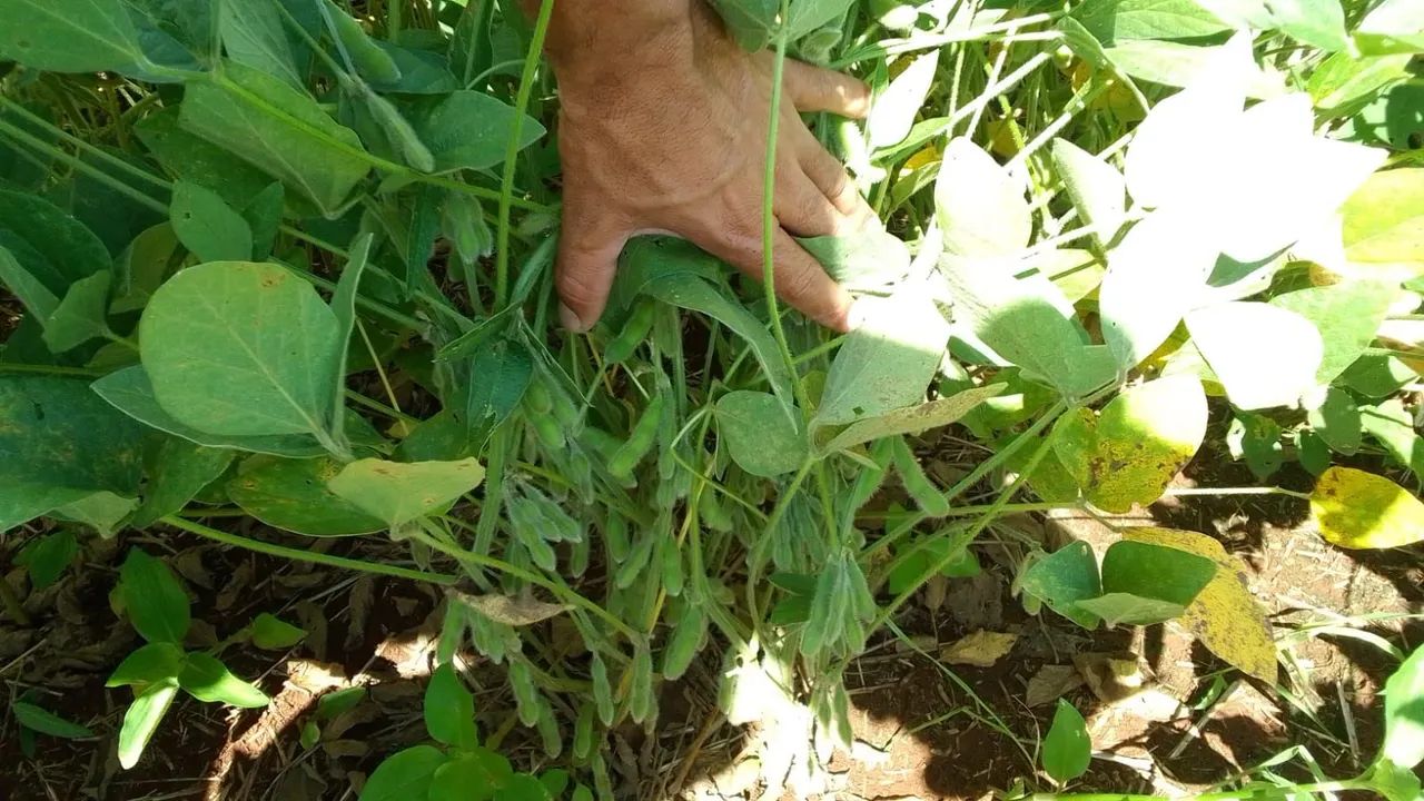 Fazenda Ortigueira 