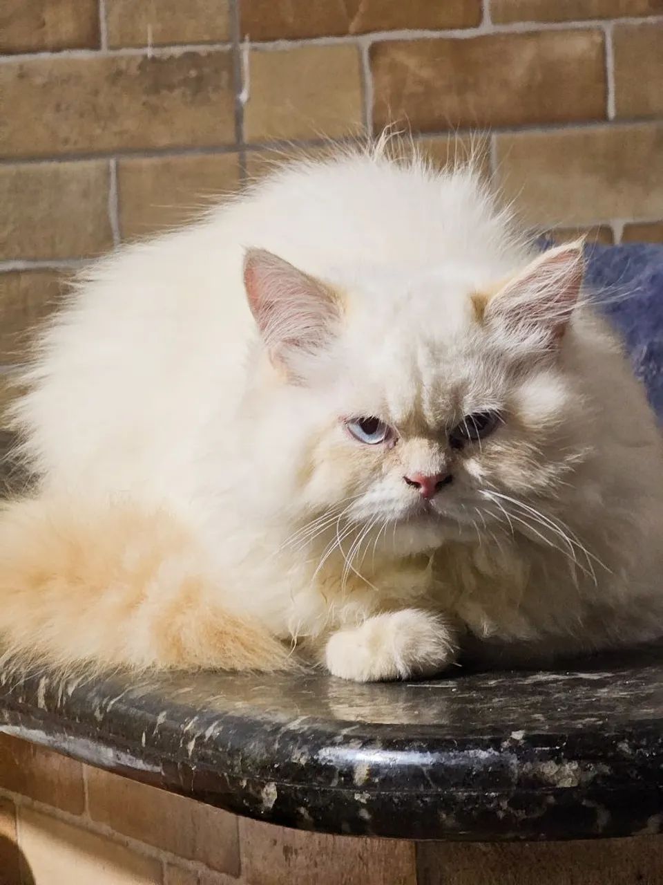 Lindos Filhotes de Gatos Persa