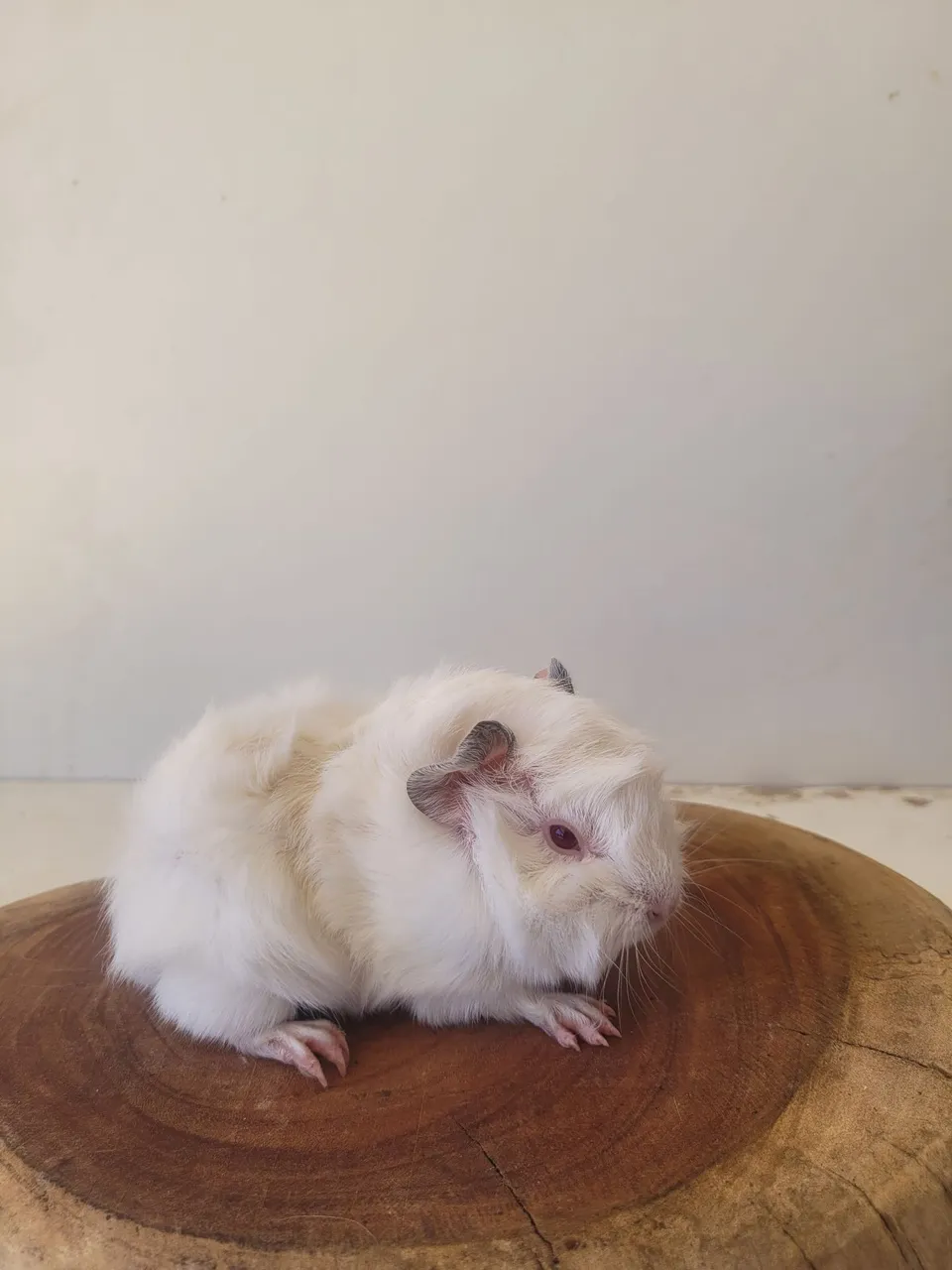 Porquinhos da india (preá)