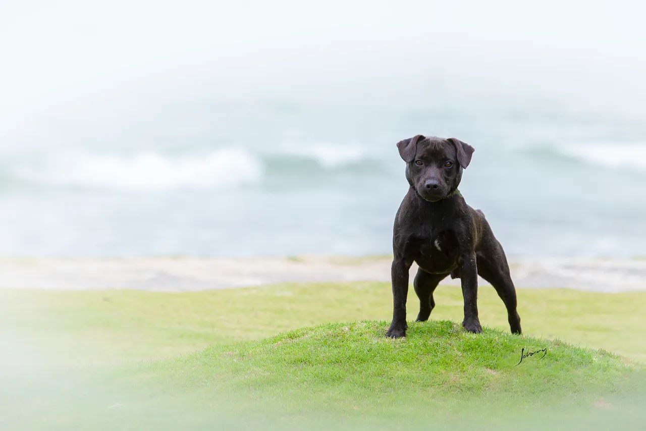 Patterdale Terrier Companheiro e Caçador  - Foto 2
