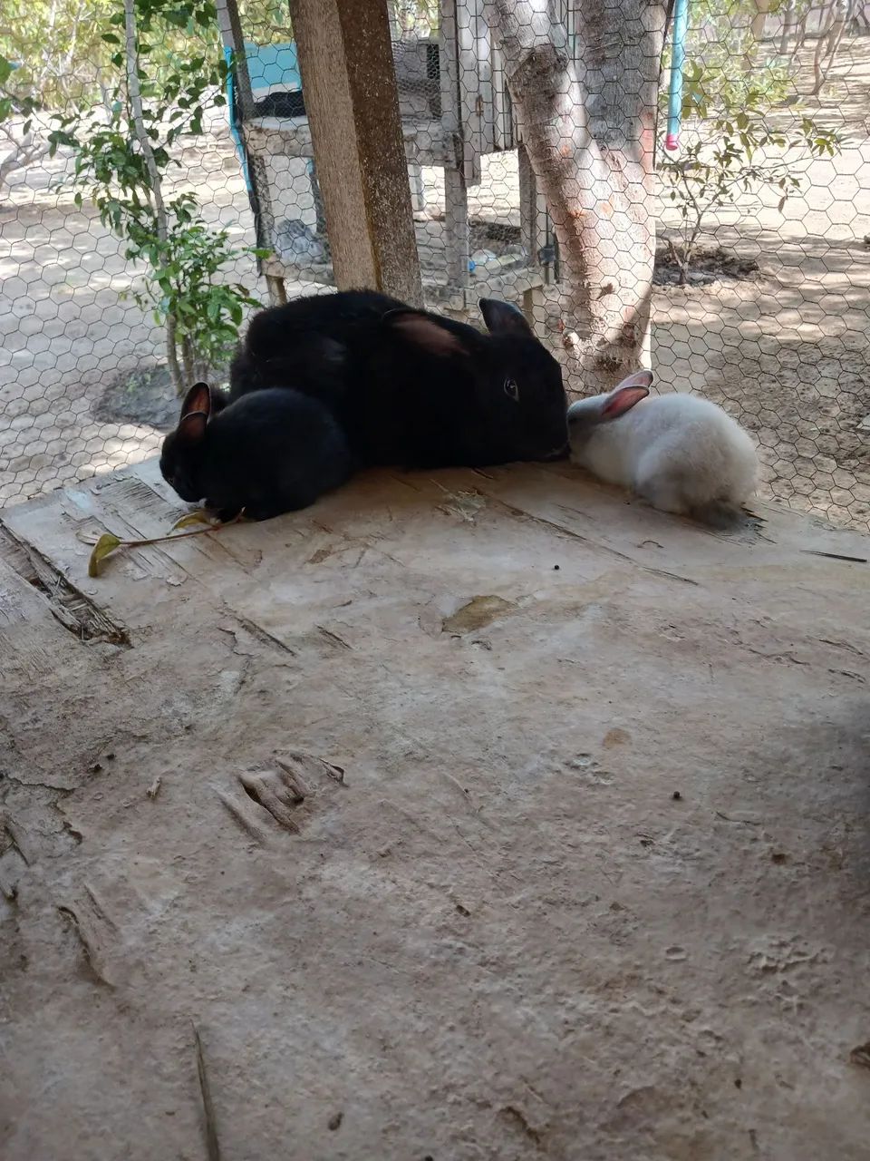 Coelhinhos para venda - Foto 5