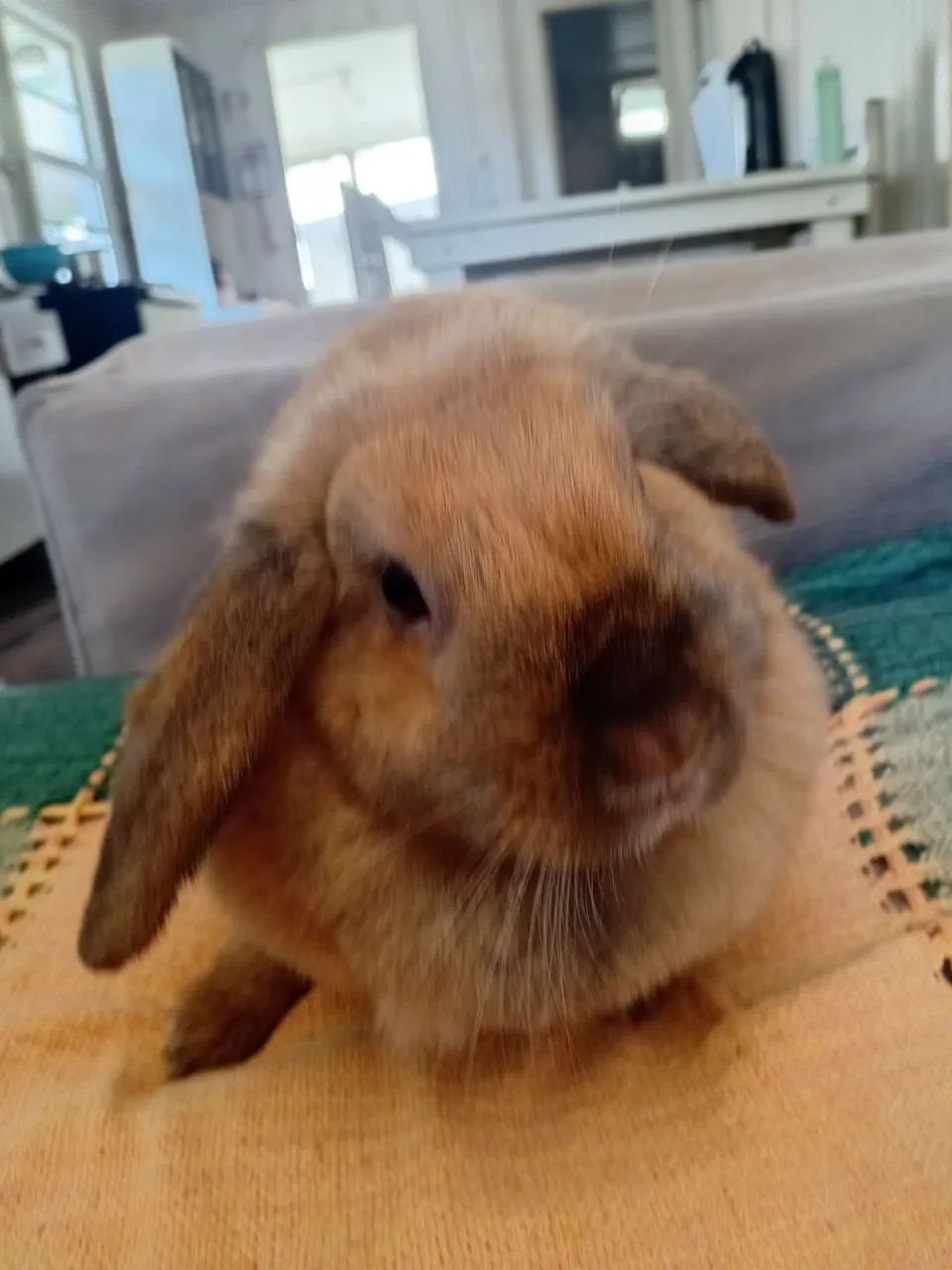 Mini lop fêmea  - Foto 5