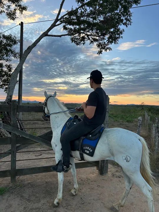 Cavalo Marcha picada  - Foto 3