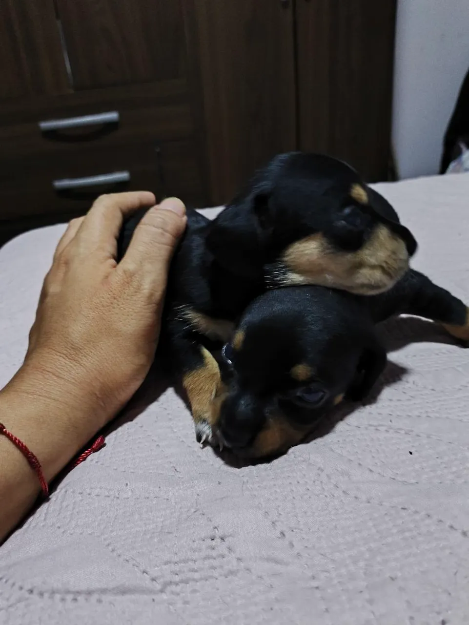 Filhotes de duschaund ( salsicha)