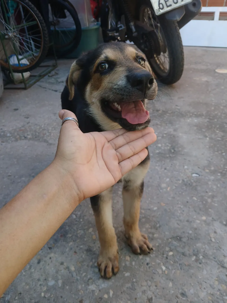 Filhote de Pastor Alemão para vender