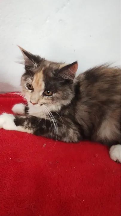 Maine conn parcele em até 10x