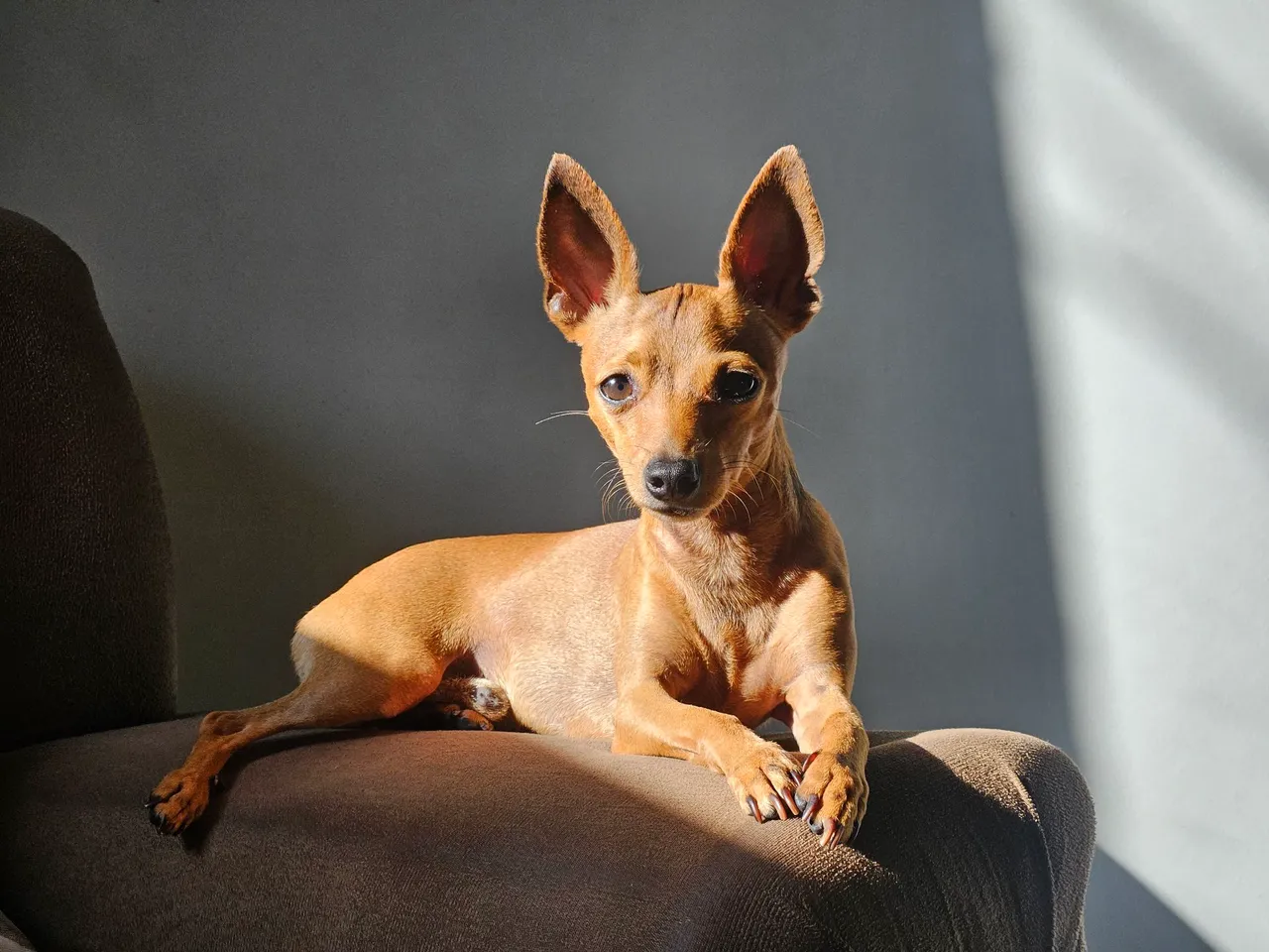Pinscher a procura de uma namorada 