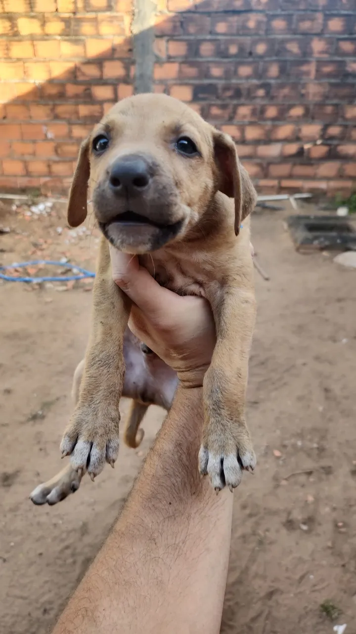 5 Filhotes de cachorro adoráveis para adoção escolha já o seu!