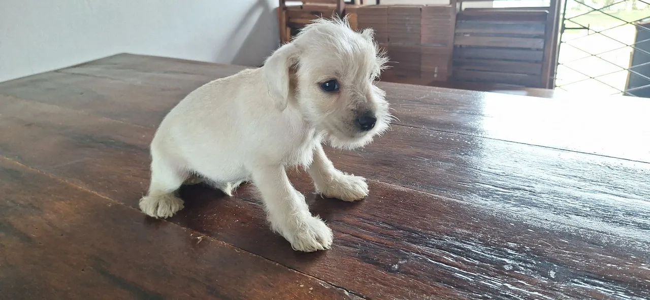 Filhote de schnauzer macho