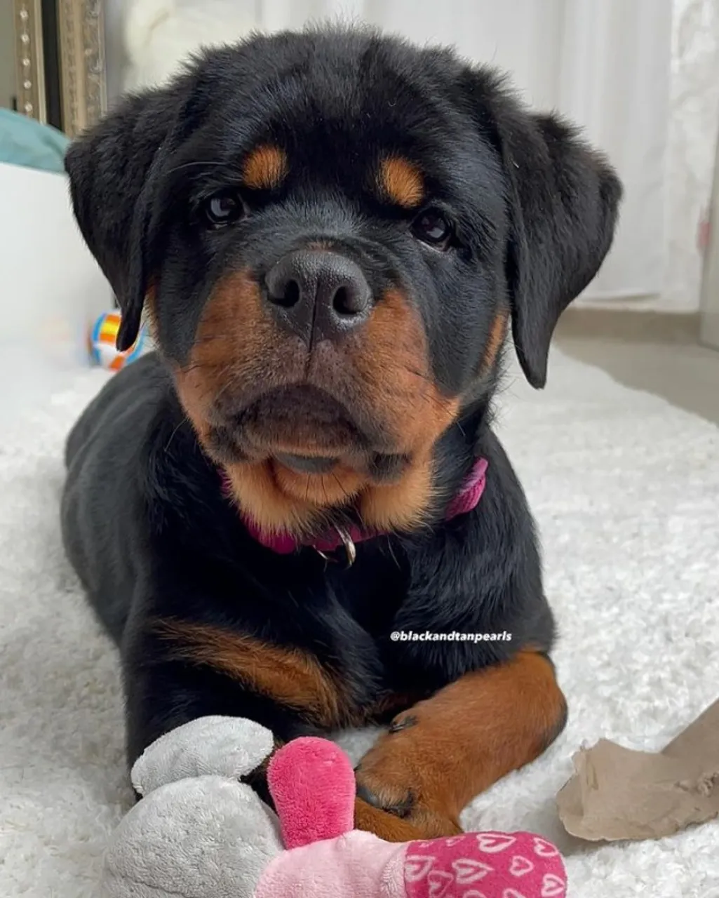 Rottweiler de Linhagem Forte - Contato pelo WhatsApp