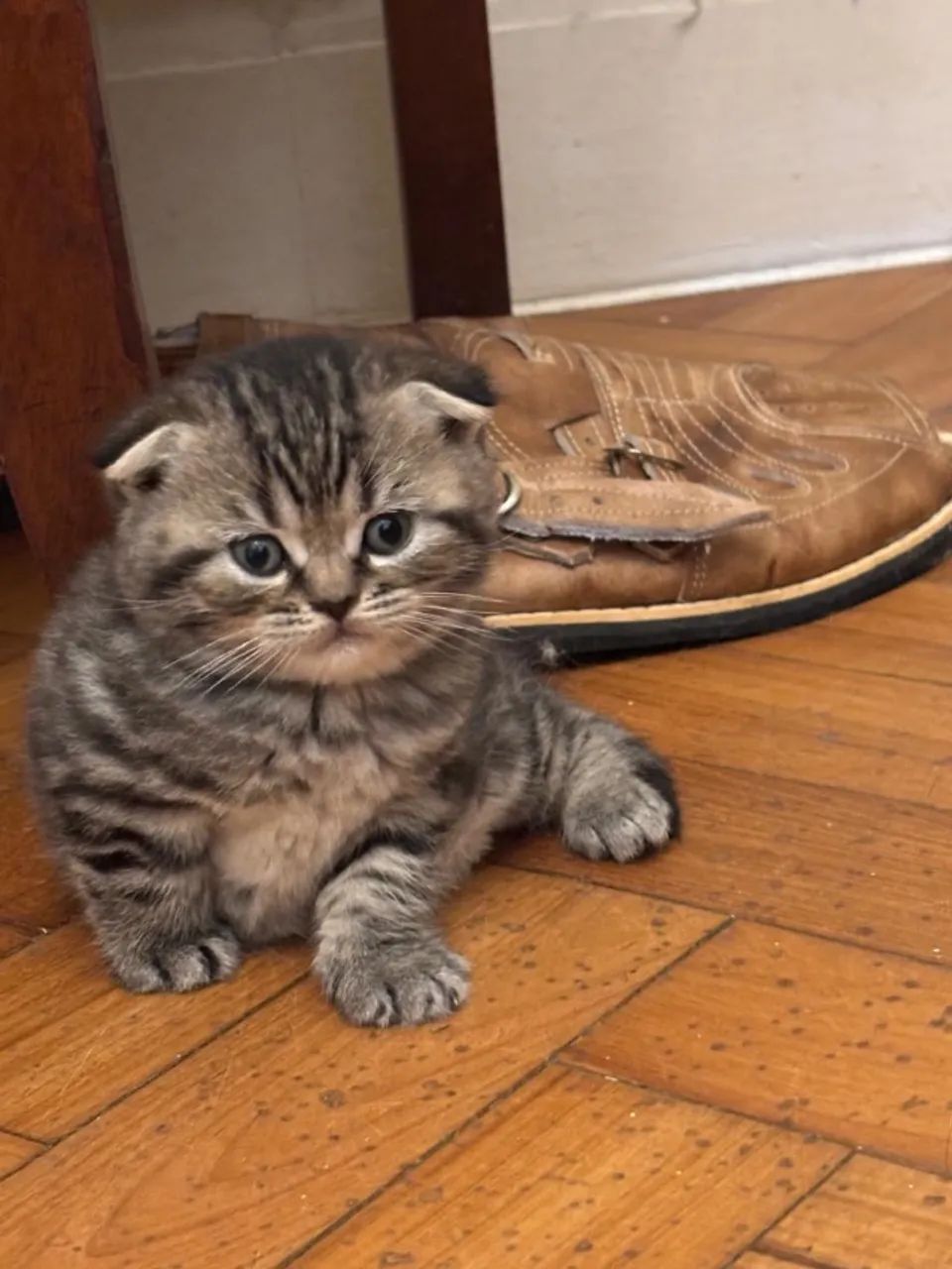 filhotes de gato Scottish Fold - Foto 3
