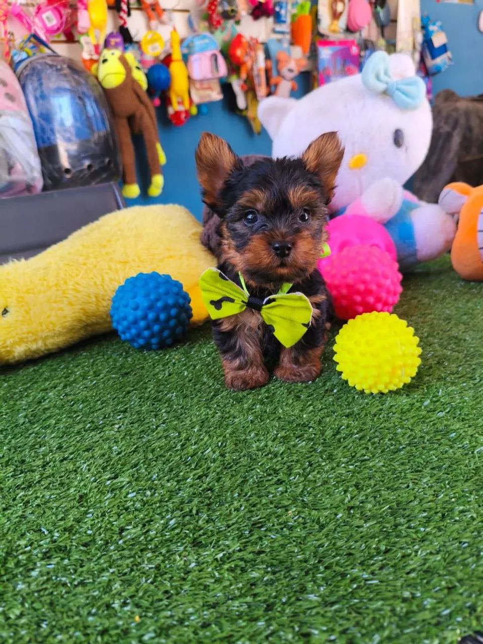 Yorkterrier macho a pronta entrega 