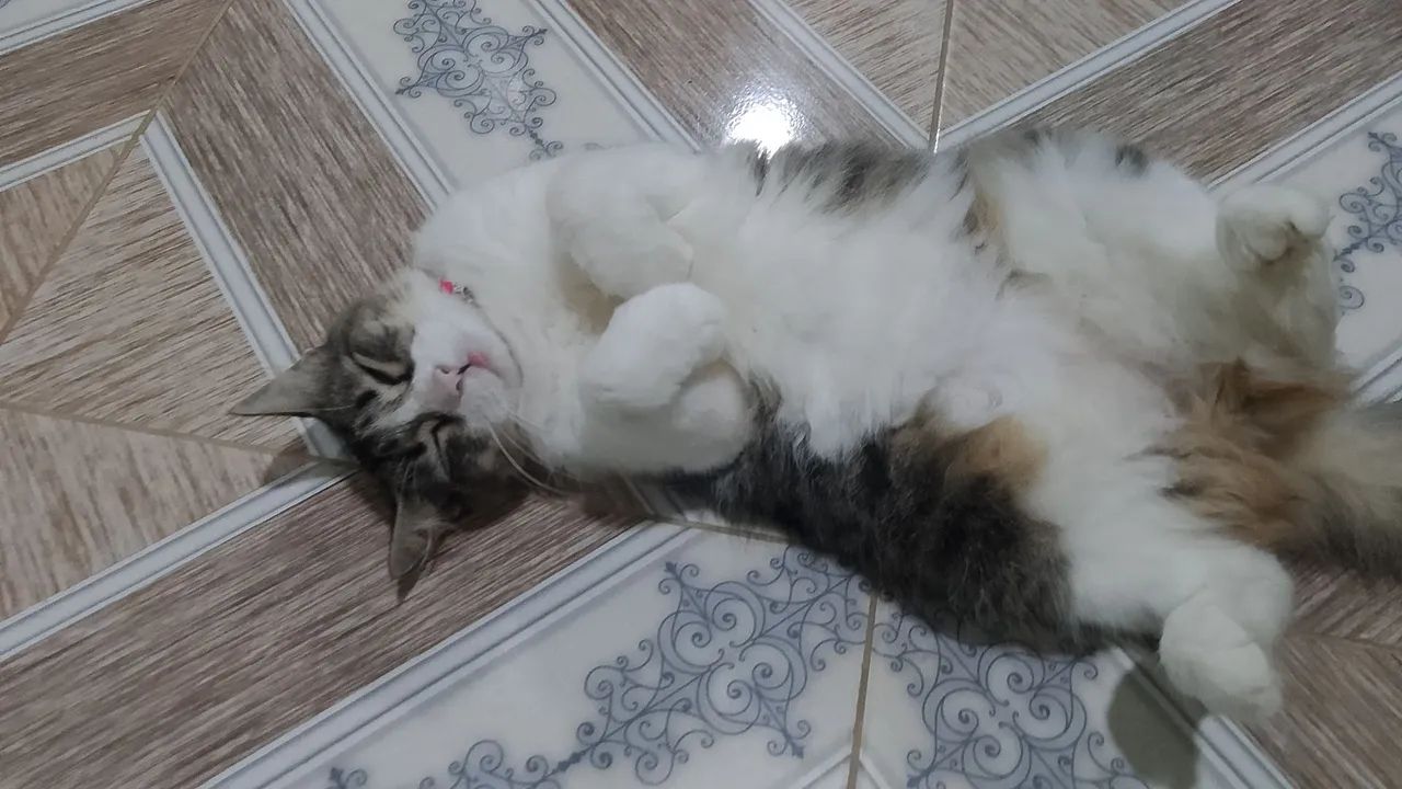 Adoção responsável 