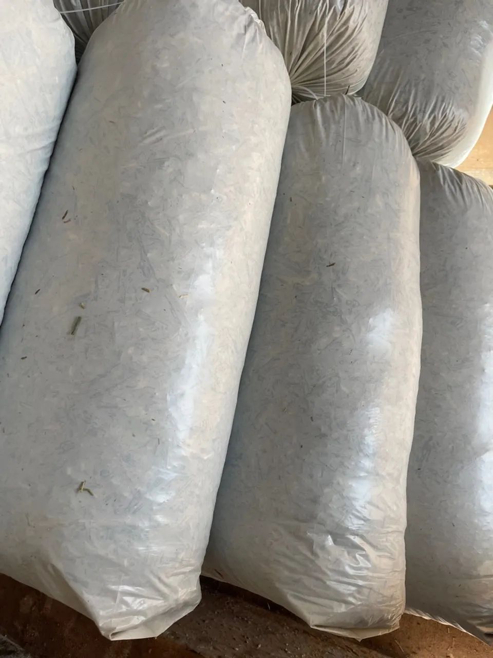 Silagem de milheto e cana  - Foto 2