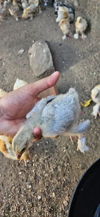 Pintinhos Brahma  - Foto 5