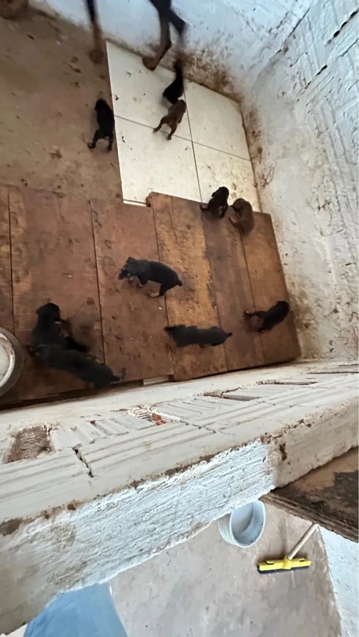 VENDA DE FILHOTES DE DOBERMAN AMERICANO PURO - Foto 2