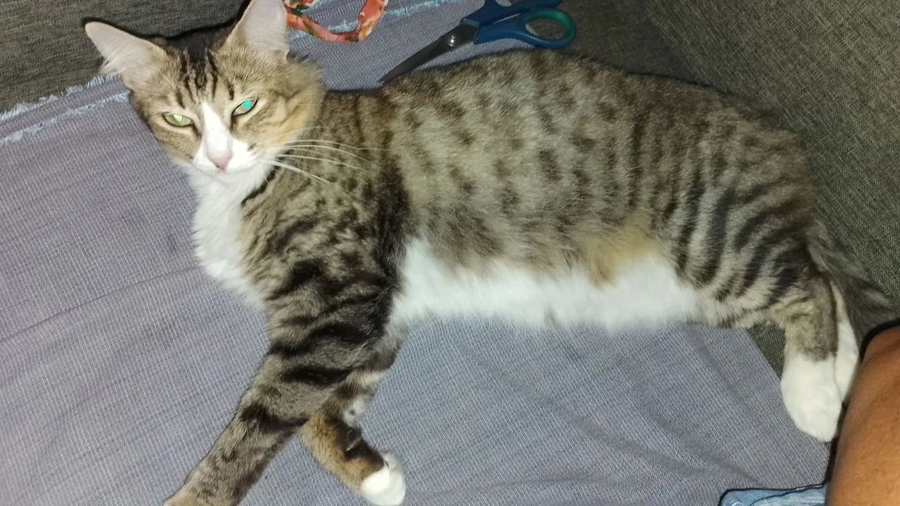 Gatas lindas para adoção - Foto 2