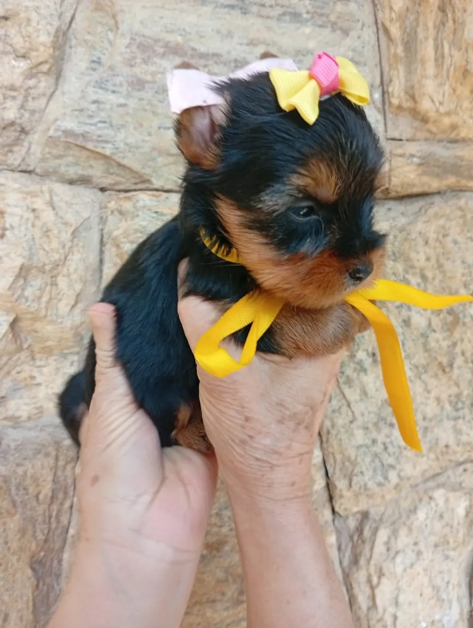 Yorkshire Bebês Prontos Para Encher Seu Lar de Amor