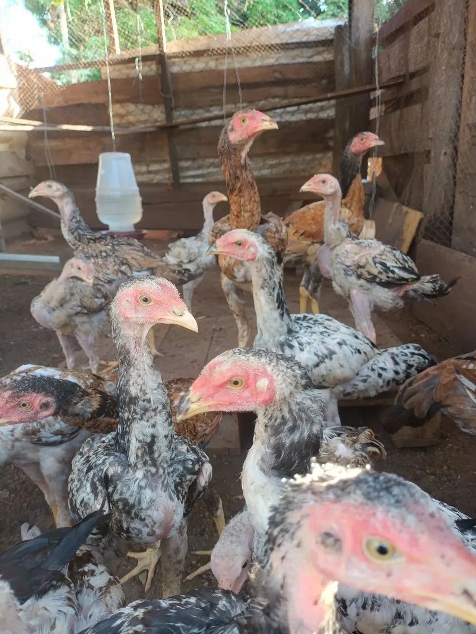 Frangos/frangas INDIO GIGANTE - Foto 2