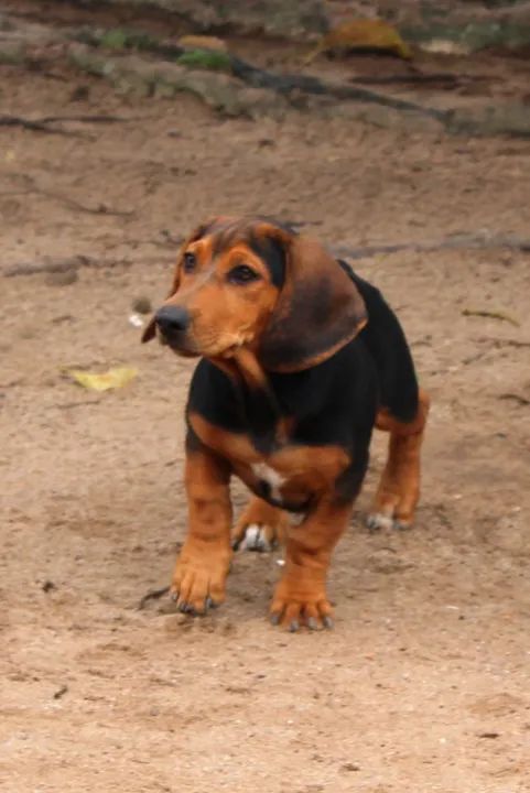Doberman Rottweiler Dachshund 12 Week Old Doberman Puppy Doberman