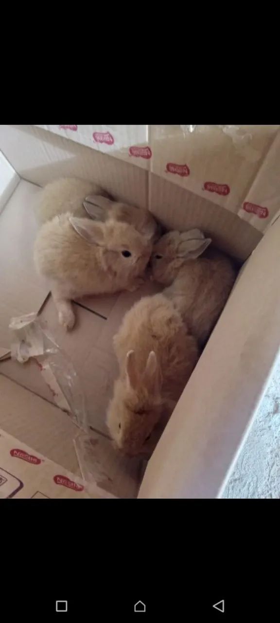 Coelhos Mini Lion  - Foto 2