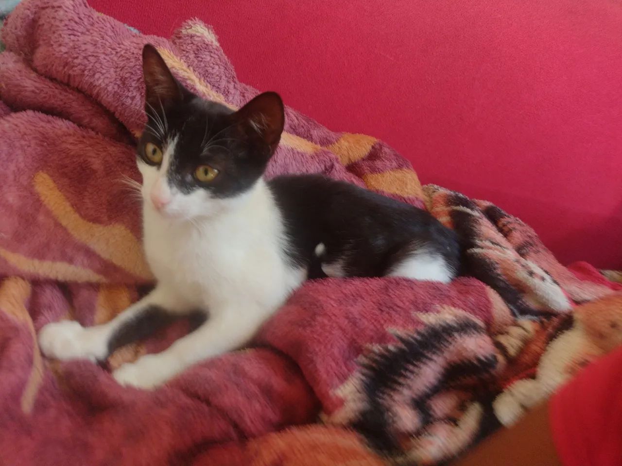 Olha só que fofura essa mocinha - Foto 3