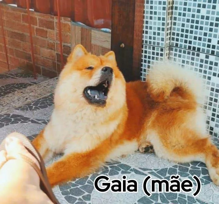 ChowChow (filhotes puros) - Foto 5