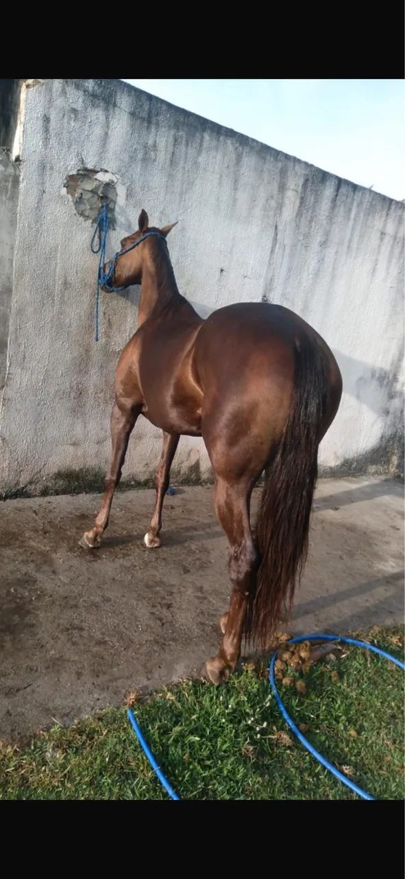 Vendo égua pura com documento  - Foto 4
