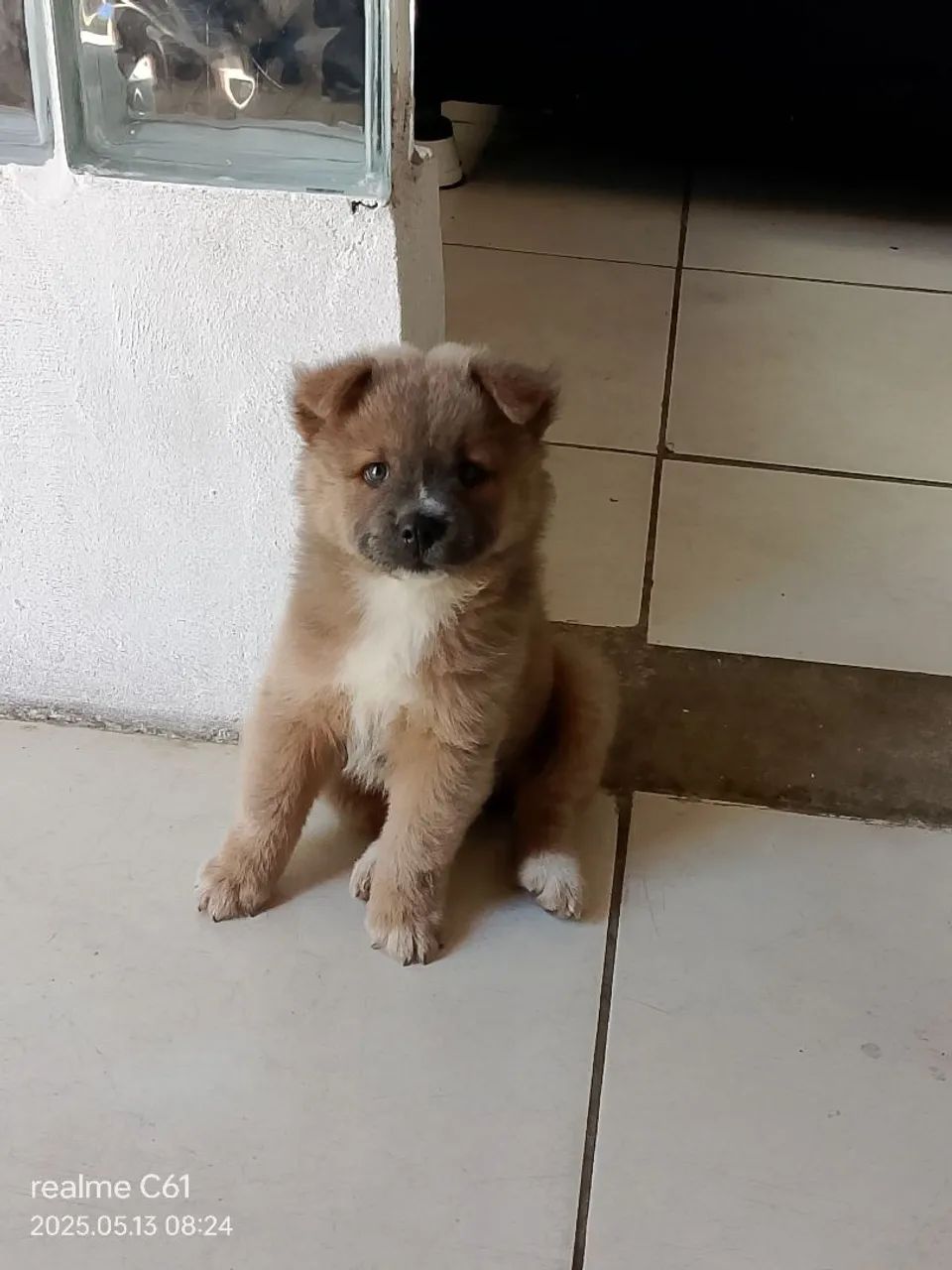 Filhote de Chow-Chow Fêmea
