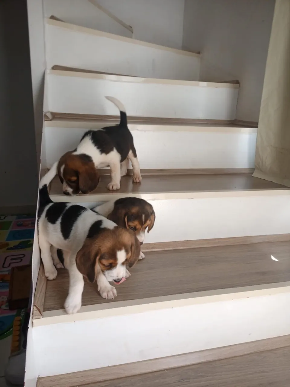 Beagle lindo filhote! 13 polegadas a pronta entrega!