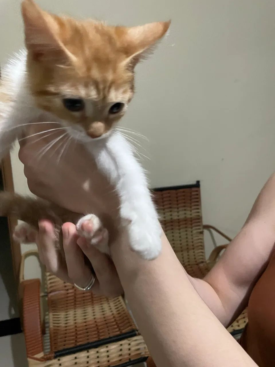 Doação de gato  - Foto 3