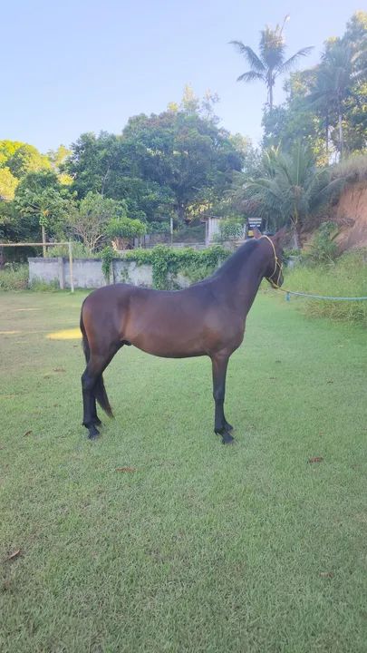 Potro Mangalarga Marchador filho do Comandante Elfar  - Foto 3