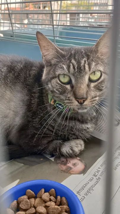 Gata CASTRADA, VACINADA e NEGATIVO para FIV e FELV para adoção responsável  - Foto 3