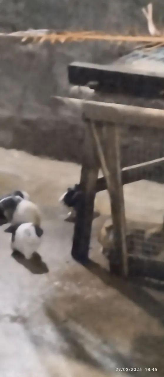 Porquinho da india - Foto 2