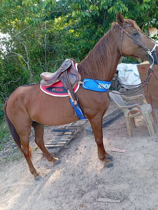 Cavalo para venda *
