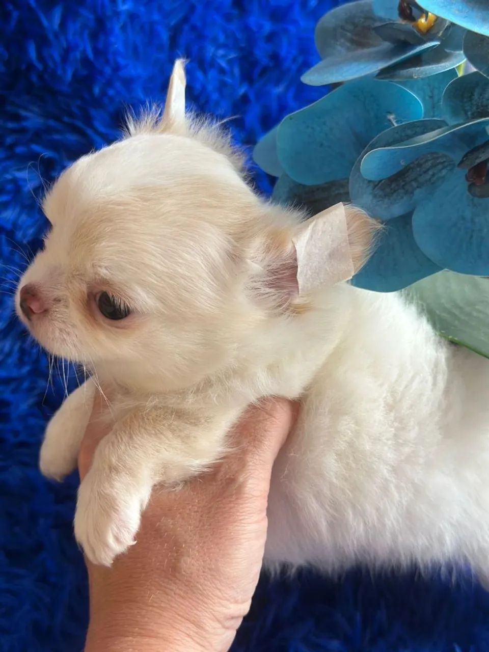 Chihuahua macho pêlo longo creme e branco. Um amor de filhote! - Foto 2