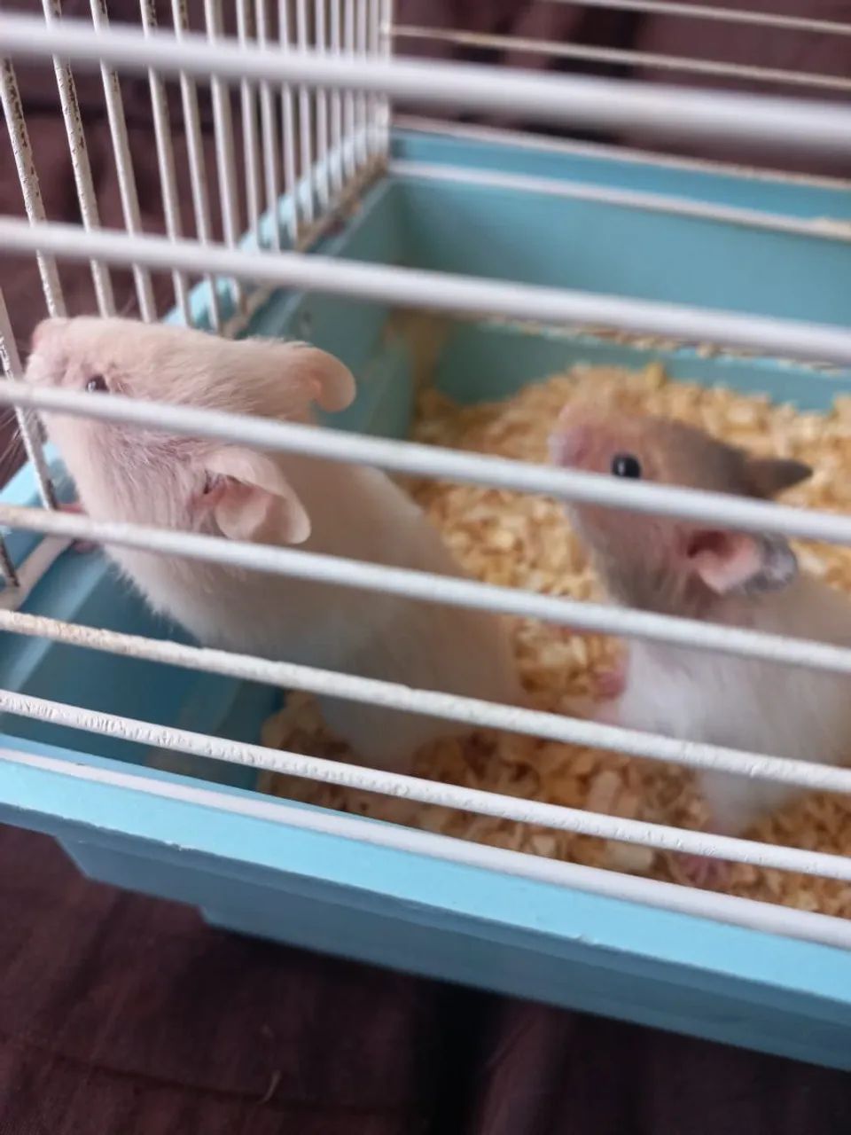 Filhotes de hamster  - Foto 4