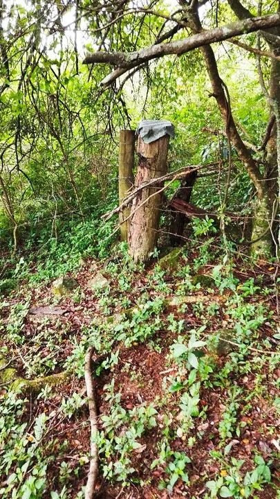 Sítio 4 hectares Batingueira Taquara  - Foto 5