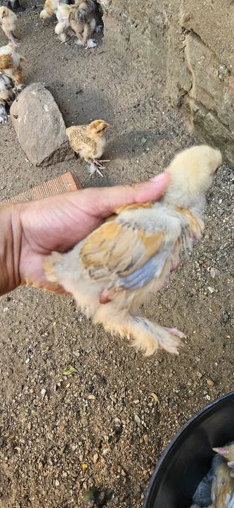 Pintinhos Brahma  - Foto 4