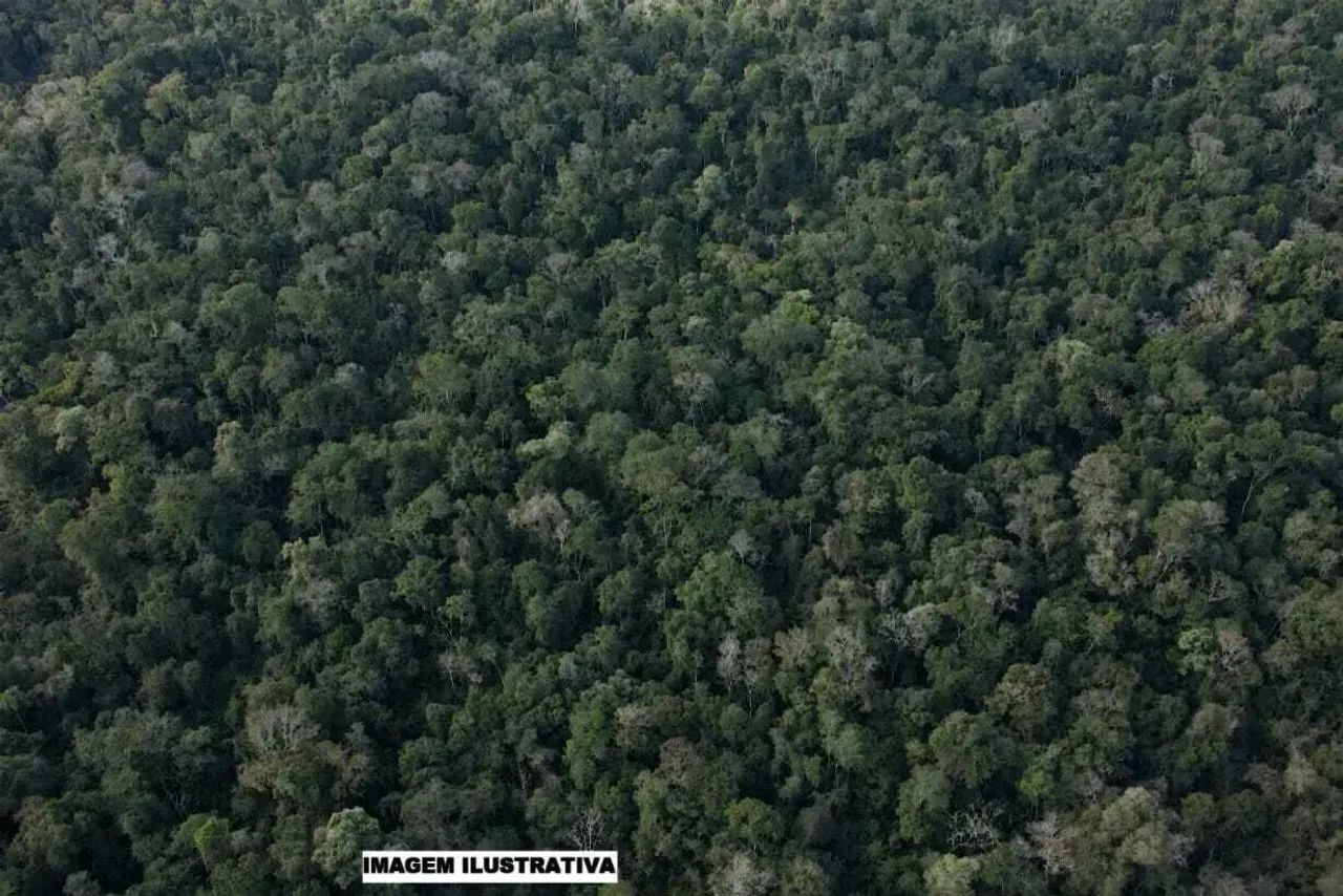 Aptidão para manejo florestal, 1.210 hectares em Nova Ubiratã-MT - Foto 3