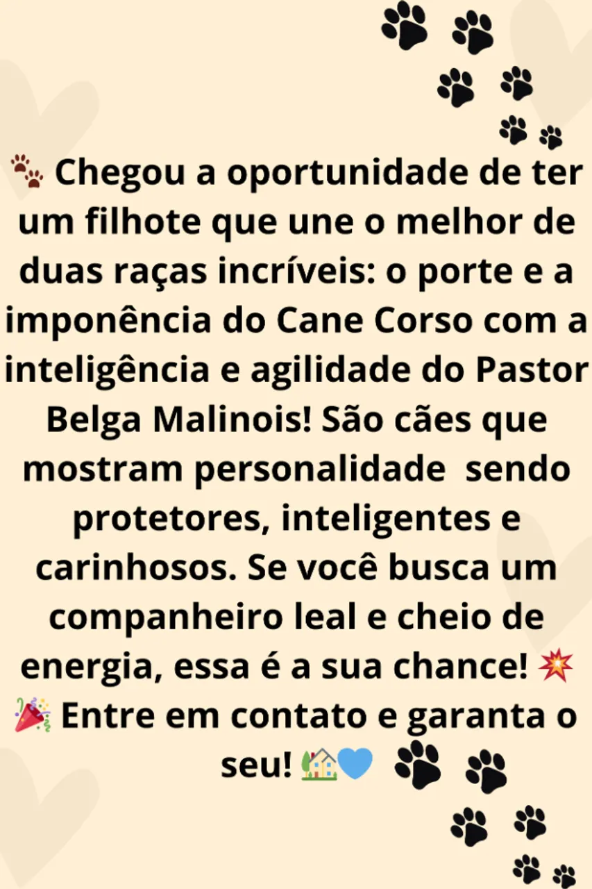 Filhotes Incríveis à Venda: Força do Cane Corso com a Agilidade do Pastor Belga Malinois