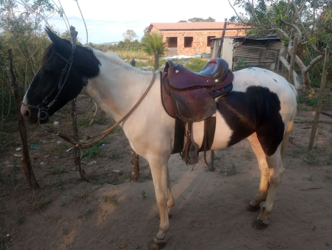 Paint Horse com Mangalarga 